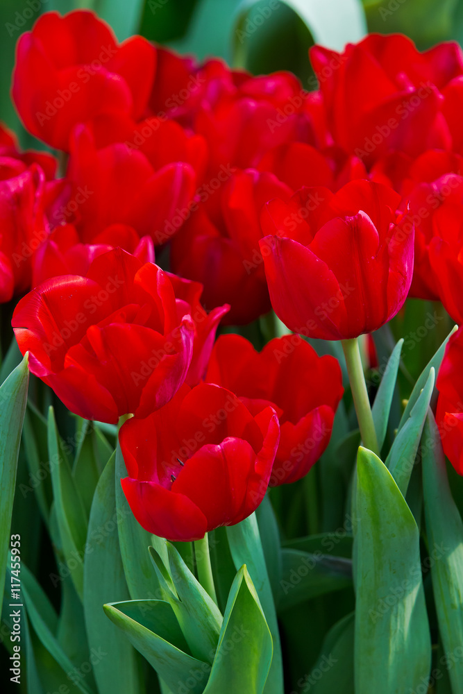 Beautiful color bouquet of tulips in spring Beautiful color bouquet of tulips in spring