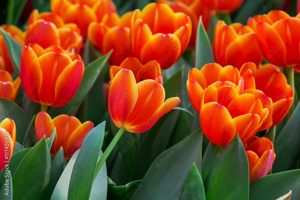 Beautiful color bouquet of tulips in spring Beautiful color bouquet of tulips in spring