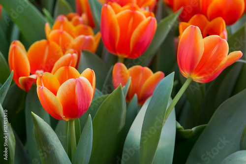 Beautiful color bouquet of tulips  in spring