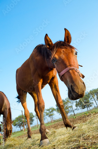 Curious brown horse  low angle