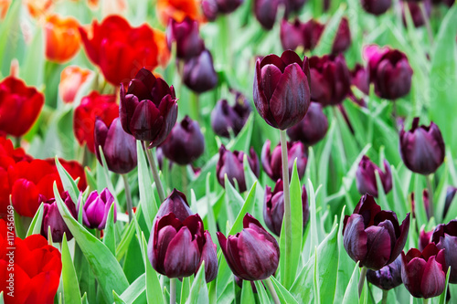 Beautiful color bouquet of tulips  in spring