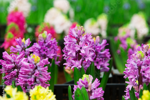 Beautiful Hyacinths flower and leaf in ground