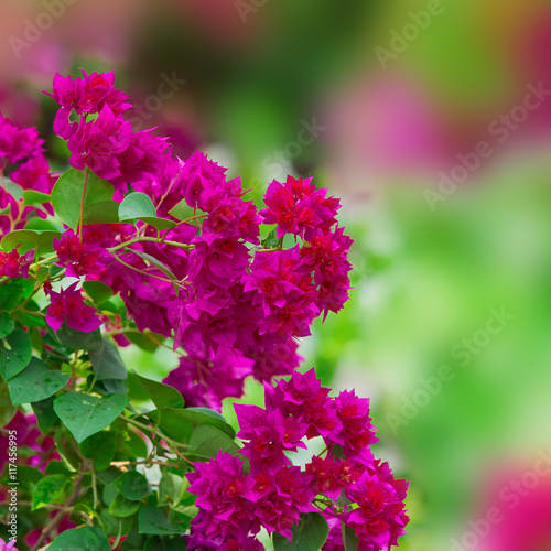 Colorful Bougainvillea paper flower in nature