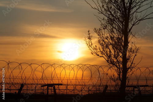Silhouette of a tree and fence of barbed wire at sunset.