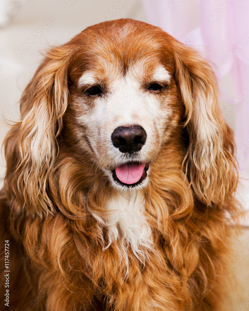 English Cocker Spaniel so cute smiling on ground English Cocker Spaniel so cute smiling on ground