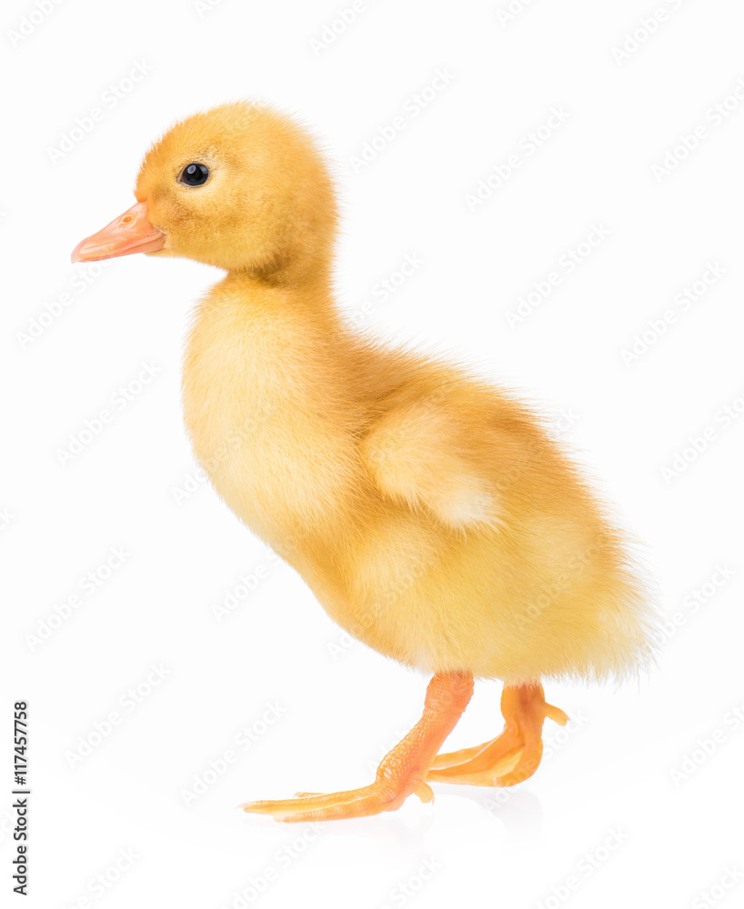 Cute domestic duckling isolated on white background Cute domestic duckling isolated on white background
