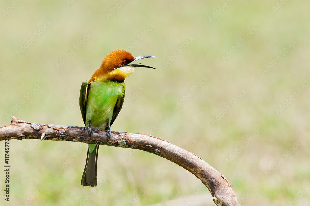 Fototapeta premium A beautiful bird Chestnut headed Bee eater on a branch.(Merops l
