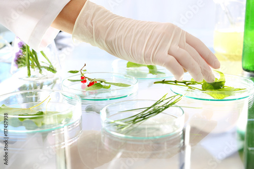 Rozmnażanie roślin. Biotechnolog bada próbki roślin w laboratorium