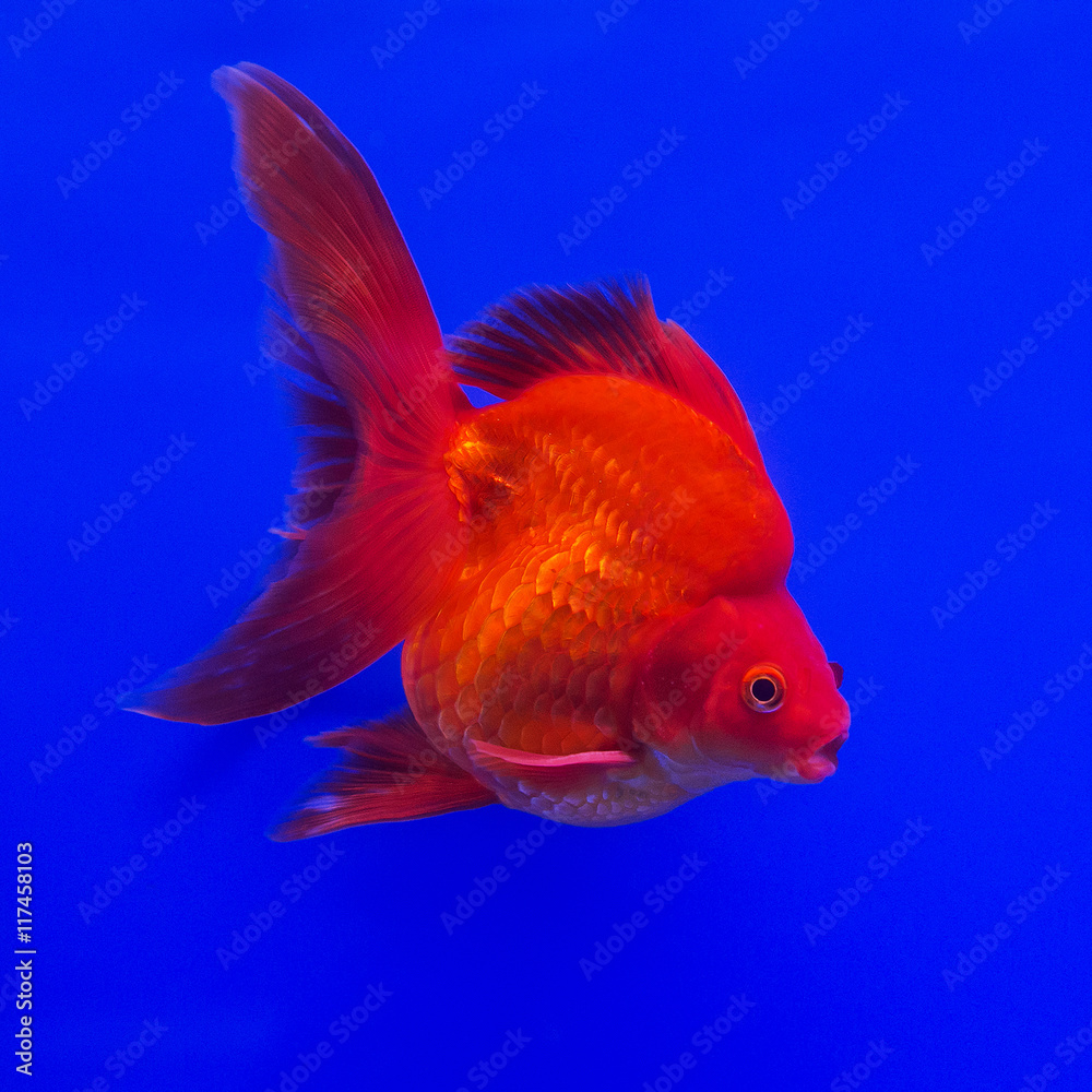 Beautiful Ryukin gold fish on blue background. Beautiful Ryukin gold fish on blue background.