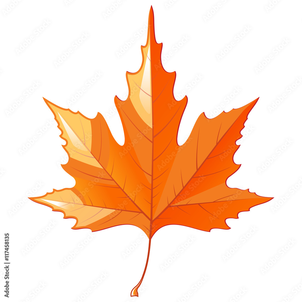 Obraz premium autumn leaf