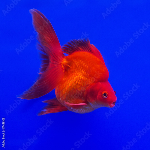 Beautiful Ryukin gold fish on blue background.