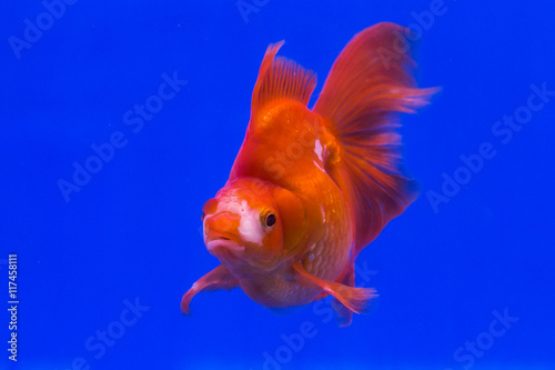 Beautiful Ryukin gold fish on blue background. © subinpumsom