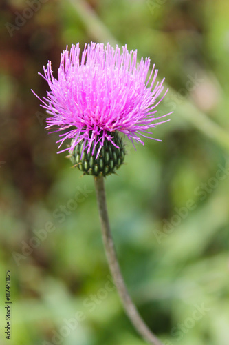 Melancholy thistle  Cirsium Heterophyllum 