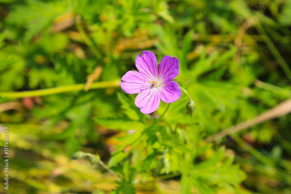 Purple cranesbill flower (Geranium sanguineum) Purple cranesbill flower (Geranium sanguineum)