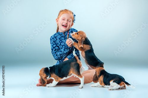 The happy girl and beagle puppies on gray background