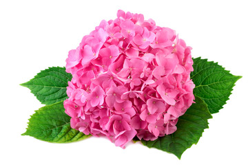 Leinwandbilder Hortensie Rosa Hortensie mit grünem Blatt  © anitasstudio