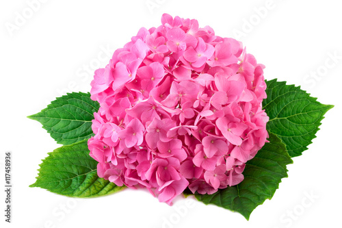 Photo Hydrangea pink flower with green leaf on white
