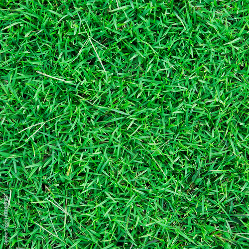 green grass natural for background and texture.