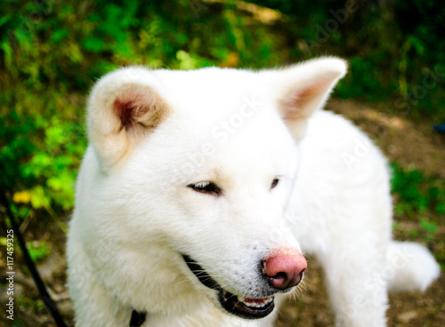 female white dog. Japanese Akita. Akita Inu.