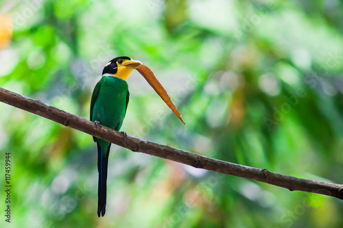 long tailed broadbill and bamboo leaf in nature