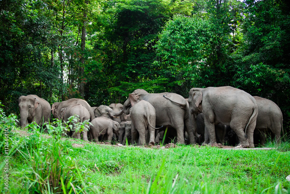 Thai elephants animals  in forest nature at Khao Yai