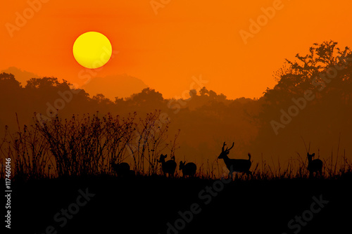 Silhouette of a red deer stag in the mist