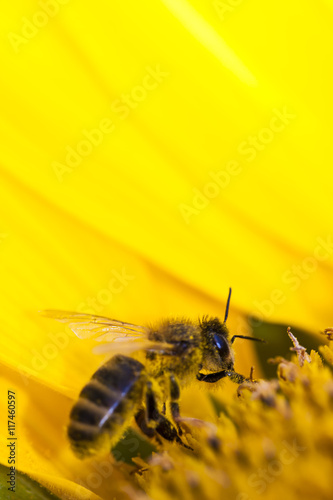 close up of bee on sunflower