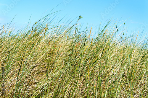 Grass on the dunes