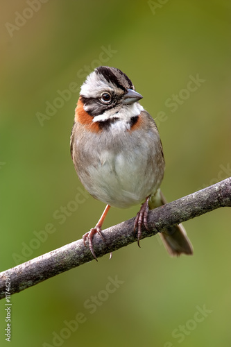rufous-collared sparrow (zonotrichia capensis)