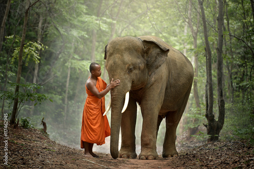 Fotografie Buddhist monk with elephant in forest, Cambodia