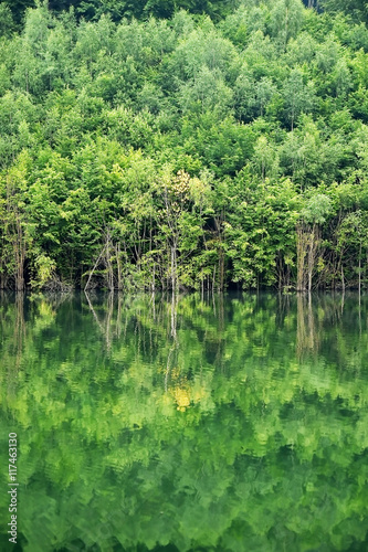 Forest reflection into a lake