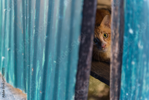 Red cat lying on the wood. Selective Focus.