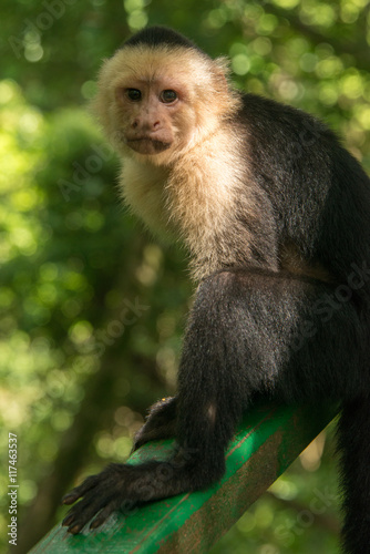 Cute Capuchin Monkey © st_matty