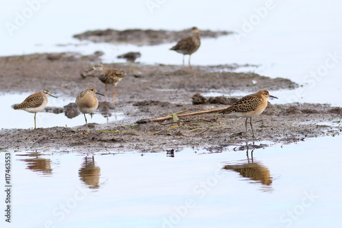 Philomachus pugnax. Birds in the wild nature on Yamal