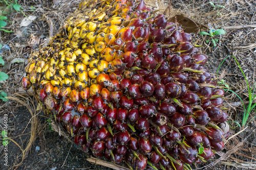 close up of fresh palm oil seeds photo