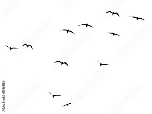 silhouette of a flock of birds on a white background © schankz