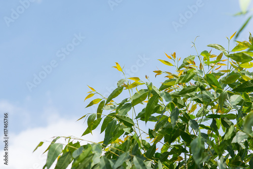 Fototapeta Naklejka Na Ścianę i Meble -  Eucalyptus leaf.