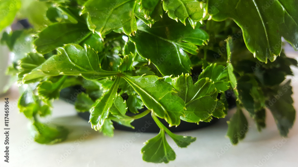 Close up leaf of chrysanthemum on table