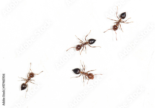 ants on a white wall © schankz