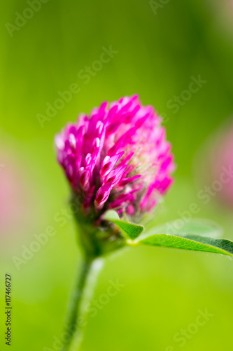 Red clover flower in nature