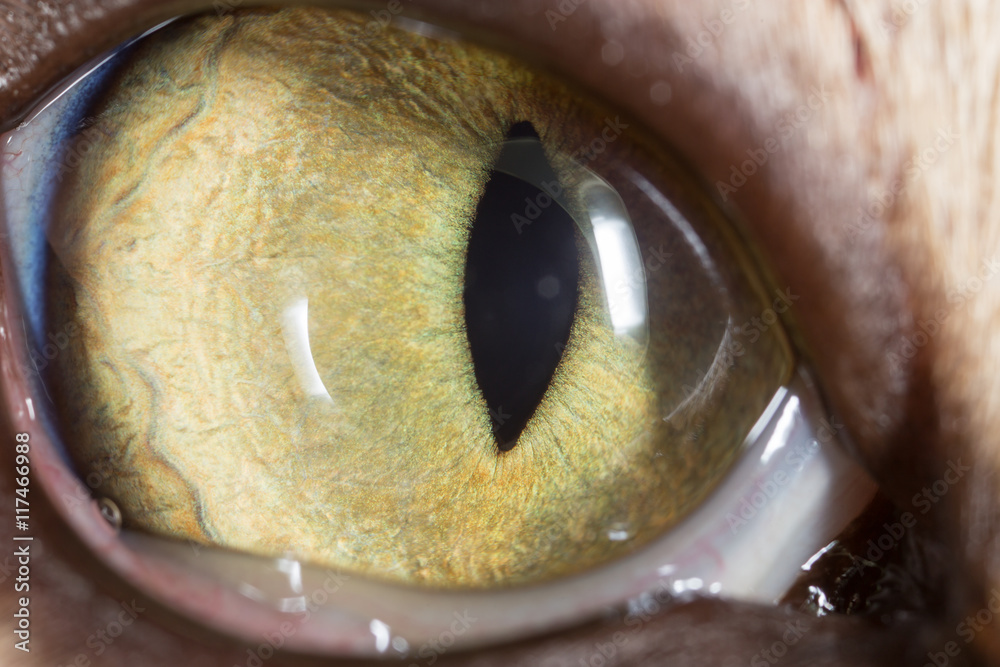 Obraz premium yellow cat eyes. super macro