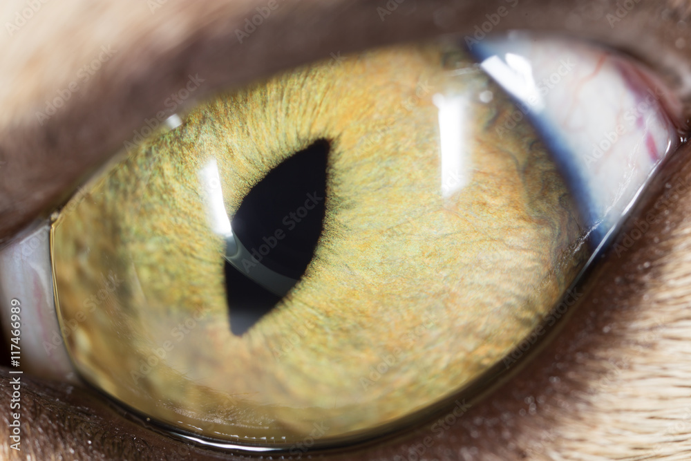 Fototapeta premium yellow cat eyes. super macro