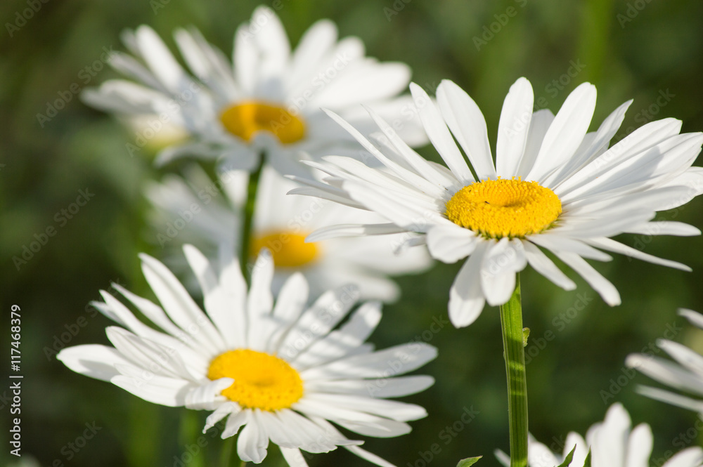 Daisies growing in a garden in summer. Daisies growing in a garden in summer.