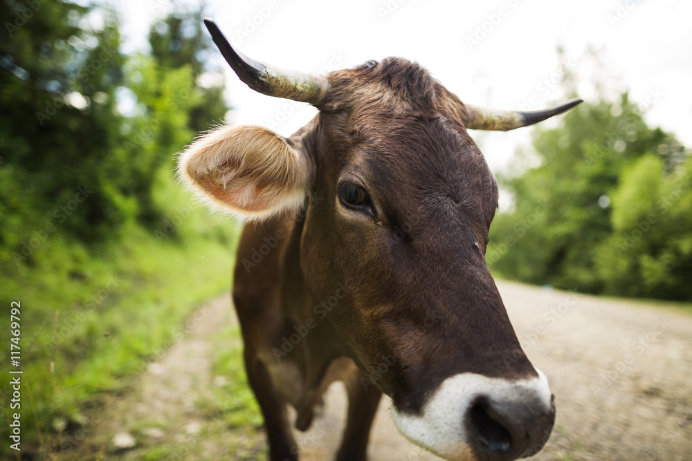 Brown cow on the country road