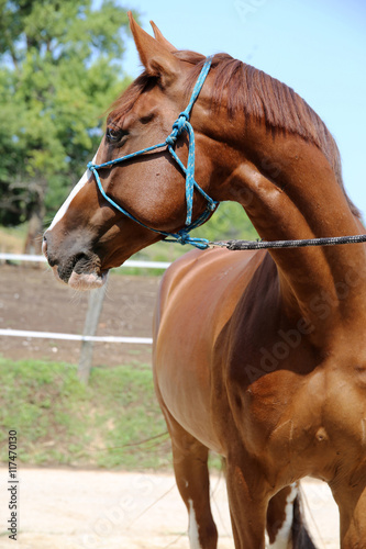 Purebred young hungarian gidran horse standing at rural horse farm