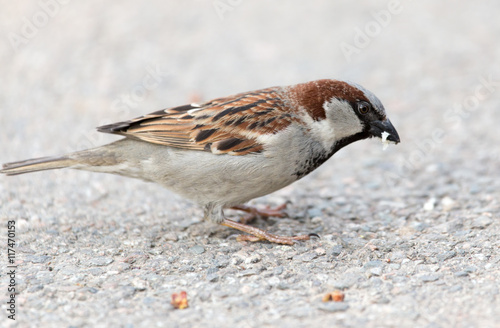 sparrow on the ground in nature