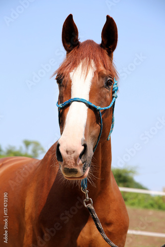 Beautiful portrait of young chestnut horse