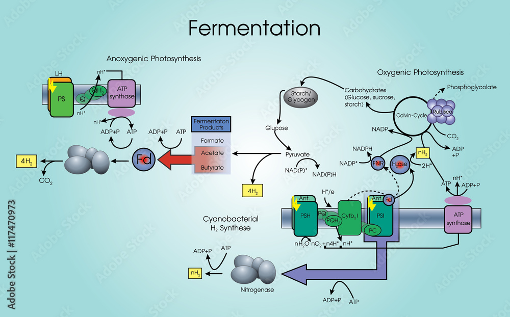 Fermentation is a metabolic process that converts sugar to acids, gases ...