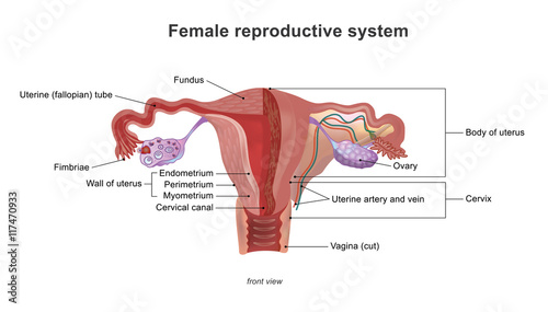 The female reproductive system (or female genital system) contains two main parts: the uterus, which hosts the developing fetus, produces vaginal and uterine secretions