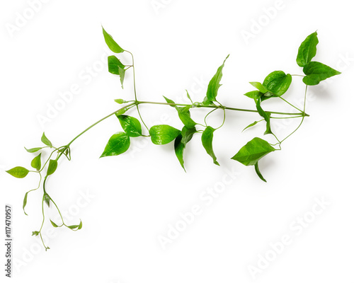 Quadro em tela Leaves with tendril